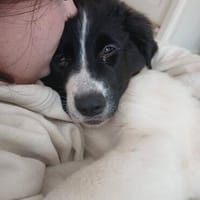 Süße Lana sucht Zuhause mit Kuschelflat, Hündin zur Adoption