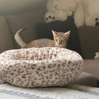 Jodie - Gesprächspartnerin auf vier Pfoten, Katze zur Adoption