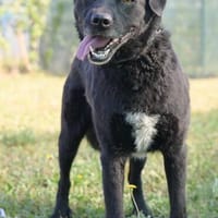 Freundlicher Hütehundmischling Toni sucht Familie, Hund zur Adoption