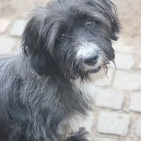 Fröhliche Wuschelmaus, Hündin zur Adoption