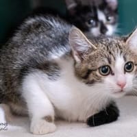 Pina + Pitan, Katze zur Adoption