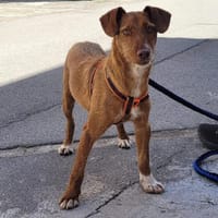 Enna, Hündin zur Adoption