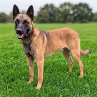 Katzenverträglicher Malinoisrüde Milosh sucht Familie, Hund zur Adoption