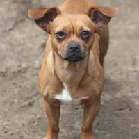 Effi sucht das Abenteuer, Hündin zur Adoption