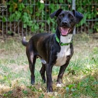 Jojo, Hund zur Adoption