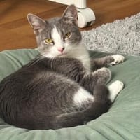 Unsere zierliche Katzenschönheit Ninolina, Katze zur Adoption