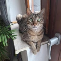Meropi aus dem Tierschutz, Katze zur Adoption