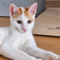 Thimba liebt es zu spielen, Kater zur Adoption