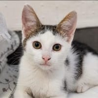 Milan sucht ihr Für Immer Zuhause, Kater zur Adoption