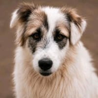 Buddy sucht seine Menschen, Hund zur Adoption