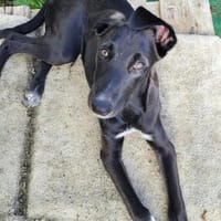 tolle Familienhündin sucht ihr Glück, Hündin zur Adoption