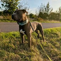 Hunter  ein echter Herzenshund auf der Suche, Hund zur Adoption