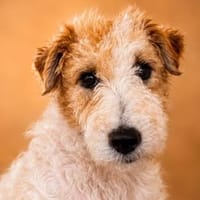 Pete  junger Fox Terrier sucht sein Für-immer-Zuhause, Hund zur Adoption