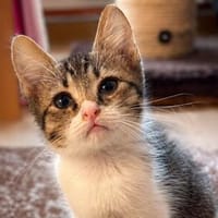 Tiger sucht sein Für-immer-Zuhause, Kater zur Adoption