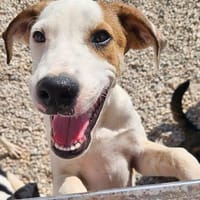 Thomy  wann wird er endlich entdeckt?, Hund zur Adoption