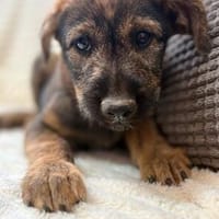 Amber sucht ihre Menschen, Hündin zur Adoption