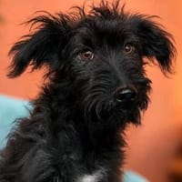 Rambo - sucht seine Familie!, Hund zur Adoption
