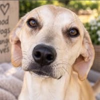 Pico  kleiner Entdecker sucht seine Familie ❤, Hund zur Adoption