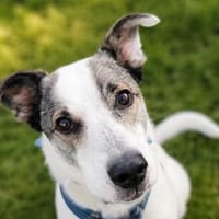 Edi sucht sein Für-immer-Zuhause ❤, Hund zur Adoption