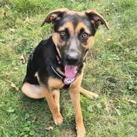 Spike sucht seine Menschen💙🐾💙, Hund zur Adoption