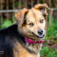 Jamila, Hündin zur Adoption