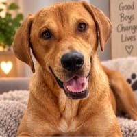 Rüde Aurel sucht sein Happyend, Hund zur Adoption