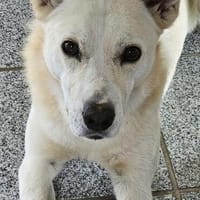 Sehr liebe und souveräne Bianca sucht ihr Glück, Hündin zur Adoption