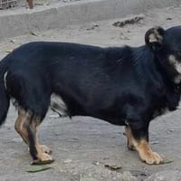 Mario, nicht SUPER-MARIO, aber auch ein flottes Kerlchen, Hund zur Adoption