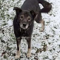 Marlo will endlich ankommen im neuen 4ever home, Hund zur Adoption