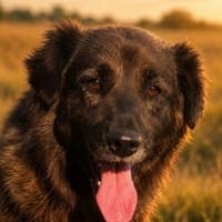 Emmi sucht ihr Für-immer-Zuhause, Hündin zur Adoption