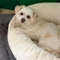 Fonsi sucht das Glück, Hund zur Adoption