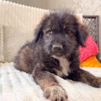 Nala sucht ihre Menschen fürs Leben, Hündin zur Adoption