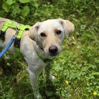 LIMA - geb. ca. 04/2023 - Mini-Labrador, Hündin zur Adoption