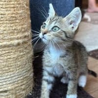 Mimi sucht ihr Für-immer-Zuhause, Katze zur Adoption