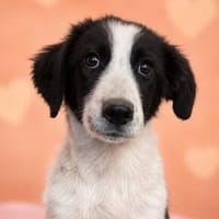 Koda möchte ankommen, Hund zur Adoption