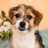 Robi- Kleiner Schatz sucht sein Zuhause, Hund zur Adoption