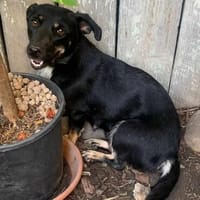 kleine Bety wartet auf Dich, Hündin zur Adoption