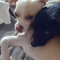 Pheebe ist ein süßer, lieber Feger!, Hündin zur Adoption