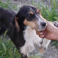 Hero  verschmuster Wirbelwind sucht seine Menschen, Hund zur Adoption