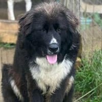 Nerone auf Pflegestelle, Hund zur Adoption