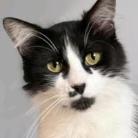 wunderschöne Katzendame Lou sucht ihr Zuhause, Katze zur Adoption