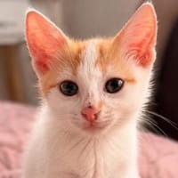 Lucky sucht sein Für Immer Zuhause, Kater zur Adoption