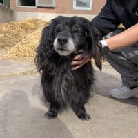Chico sucht dringend eine Pflegestelle, Hund zur Adoption