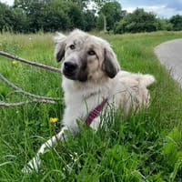 Liesa sucht ihr großes Glück, Hündin zur Adoption