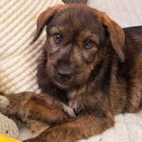 Lenny sucht seine Menschen, Hund zur Adoption
