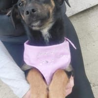 BENTE - geb. ca. 12/2022 - Mischling, Hündin zur Adoption