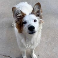 Algodón wartet auf seine Chance, Hund zur Adoption