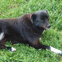 Ajana wartet auf ihre Chance, Hündin zur Adoption