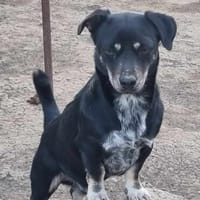 Wer verliebt sich in Armani?, Hund zur Adoption