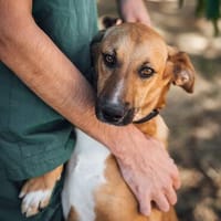 Esperanza - sehr menschenbezogen + sozial..., Hündin zur Adoption